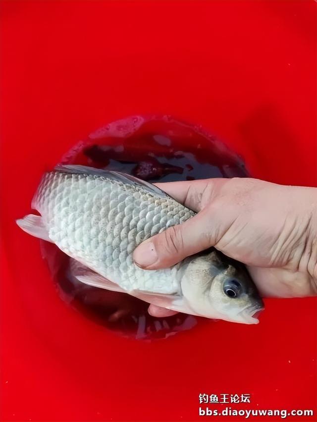 鱼口正好，却不欢而散