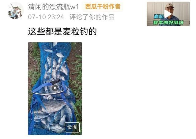 怀疑麦粒鱼不吃？钓友用麦粒钓鲫鱼鲤鱼爆护了