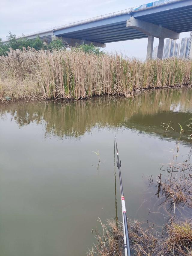 |新年新气象，野塘小鲫鱼连杆
