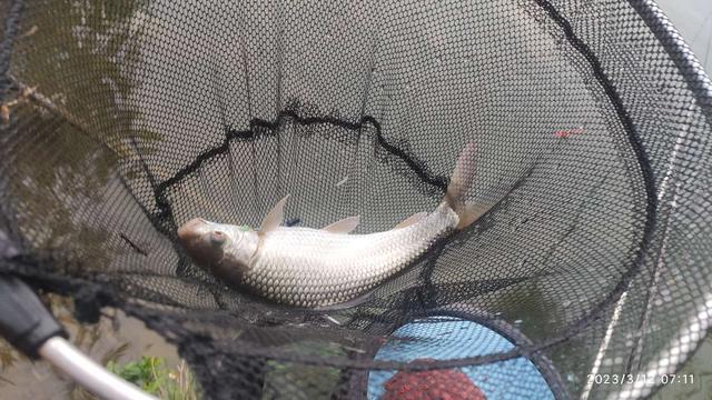 |【开钓节】两鲤两鲮，喜迎春季