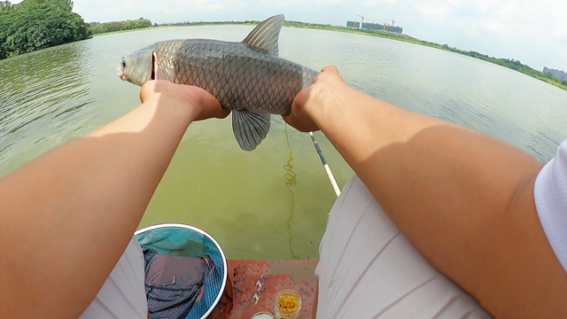 夏季钓草鱼技巧：掌握方法，轻松钓获草鱼