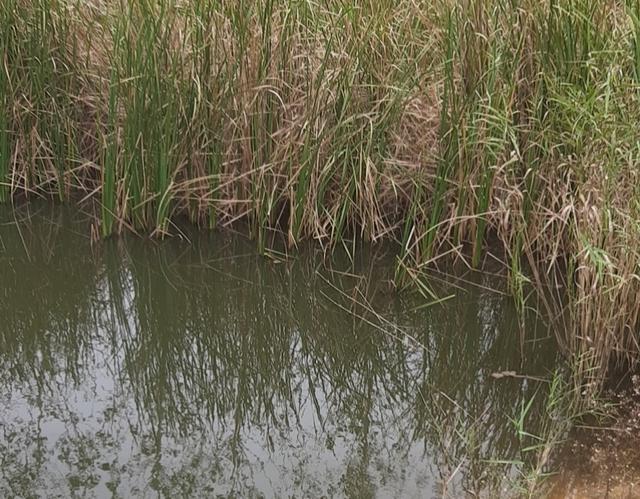 饵料|天气转凉，鲫鱼越来越好钓了