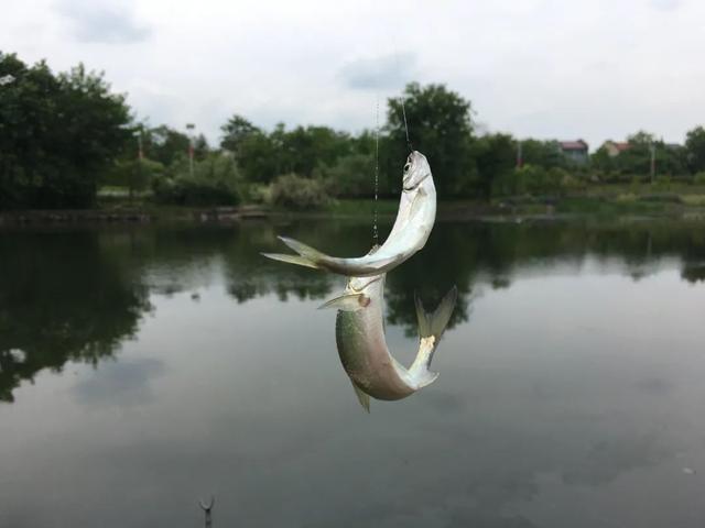 夏季野钓刷白条钓法攻略，一小时钓出一盘下酒菜!