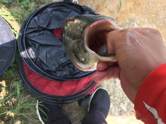 |钓鲢鳙不会调漂的看过来！傻瓜式的调漂方法，新手也能一看就会