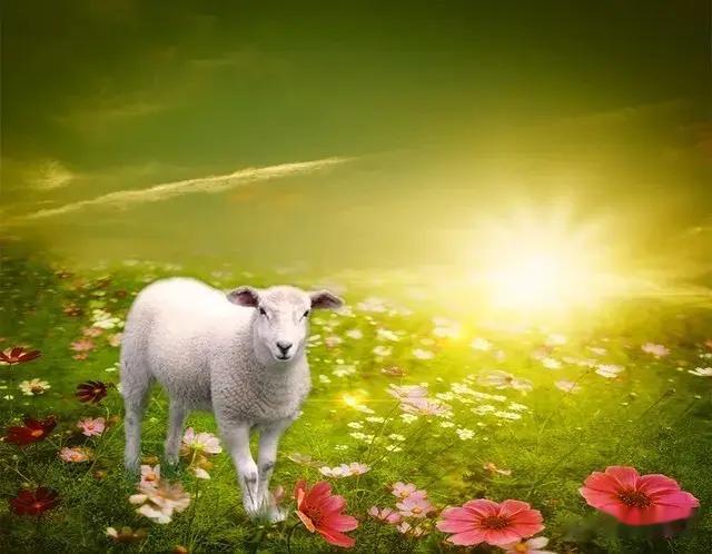 老人常说：生于什么季节的属羊人，命最不好！