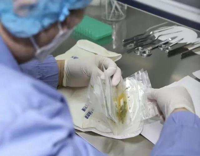 水稻、拟南芥、蔓越莓，神舟十四号为啥带它们回来？各有各的用处