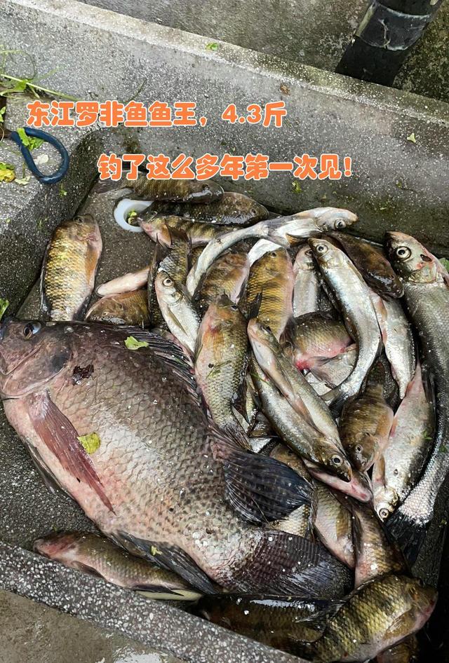 广东钓友东江遭遇4.3斤野生大罗非鱼，鱼竿都被拉断，钓友：不亏