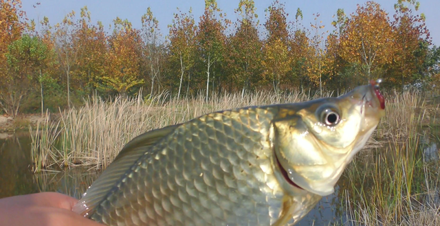 鲫鱼|野钓鲫鱼水深怎么选？冬天就应该钓深水吗？看看老钓友怎么说
