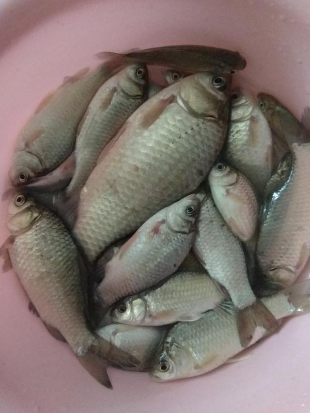 |难钓之草塘麦粒钓板鲫