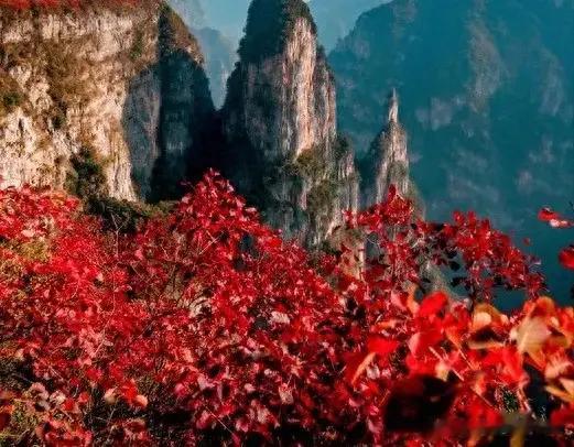 |中国著名红叶观赏区最佳观景期