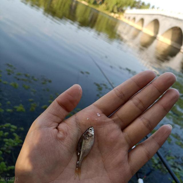 春钓小杂鱼闹窝怎么办？用这几招减少闹钩影响，提高中鱼率！