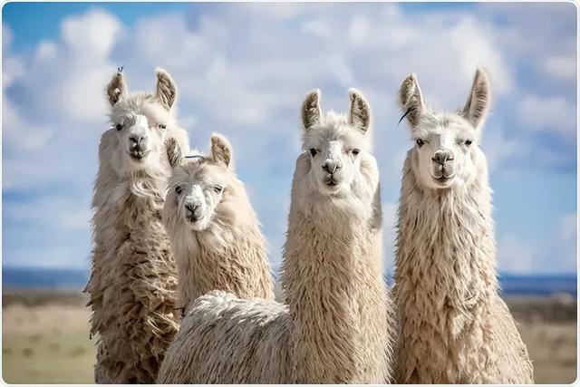 Meta 发布 Llama 4：禁止欧盟使用或分发