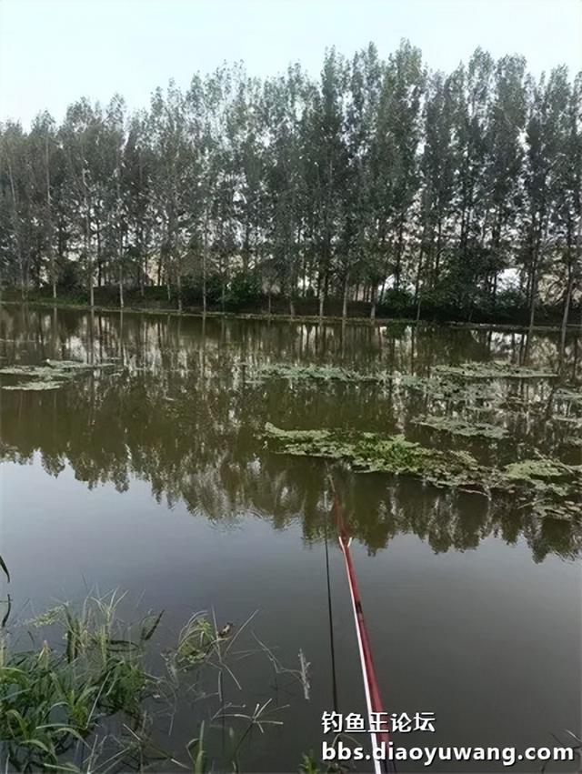 地狱猫头伏立功