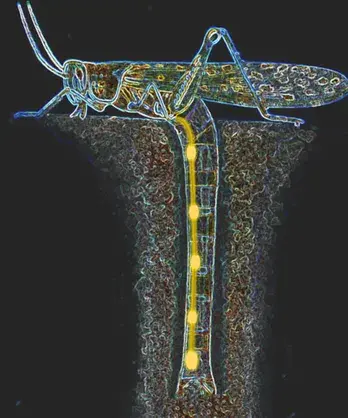 科学家发现雌性蝗虫的中枢神经系统具有类似超级英雄的能力