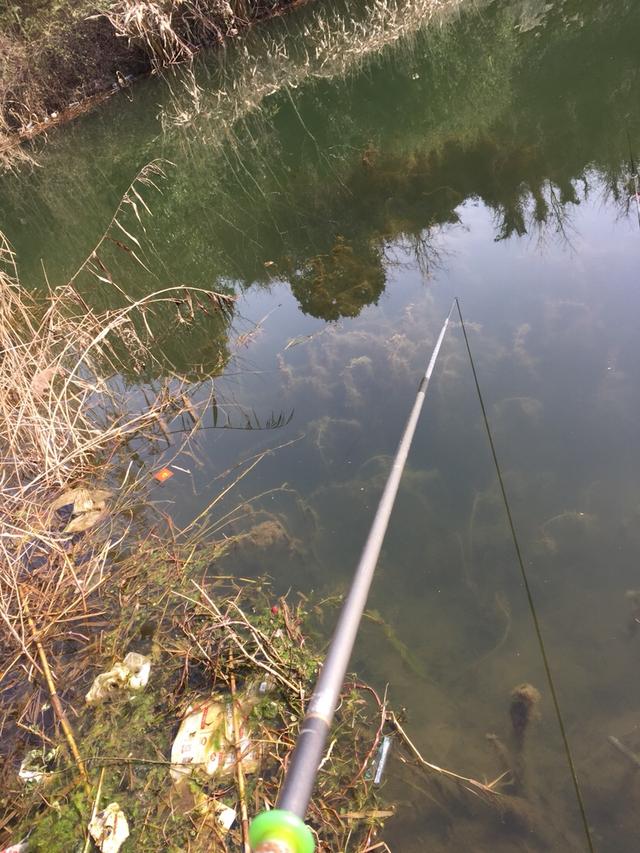 |三条鱼的寂寞，心情依然是美美的