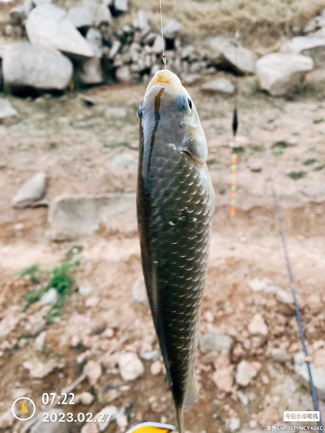 |新钓位，鱼获品种越来越齐全。