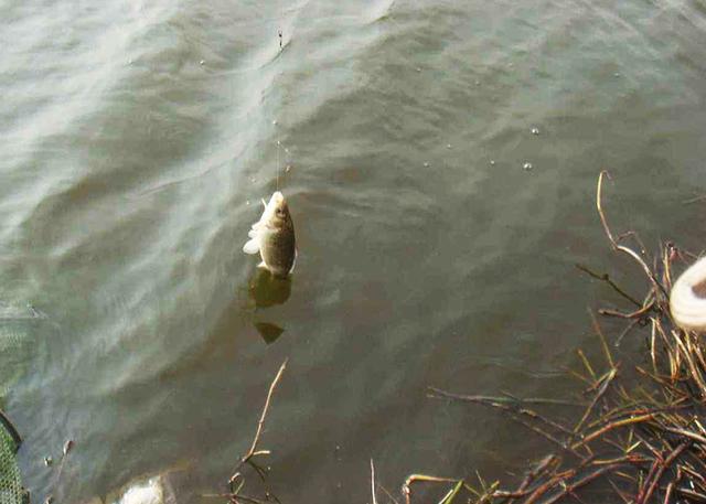 |深冬作钓钓法技巧（一）