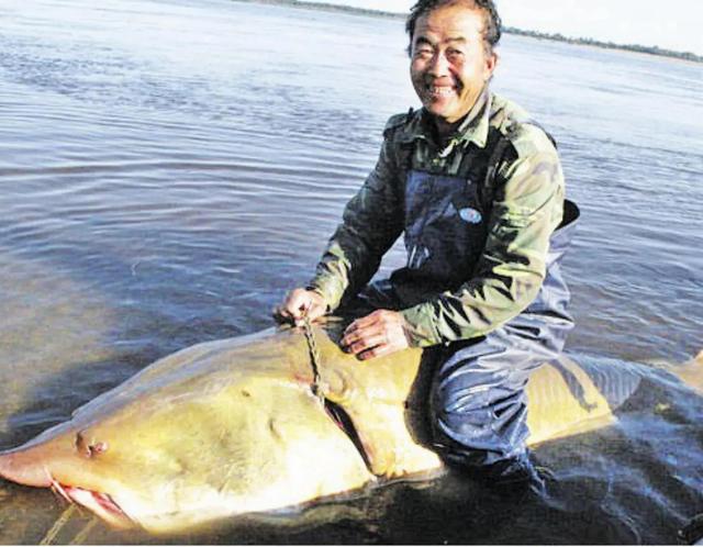 2018年，渔民在黑龙江捕获一条大鱼22万卖给水产局，鱼还活着吗？