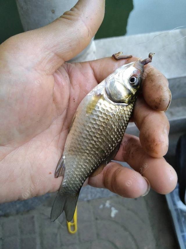 饵料|简单聊聊四大家鱼的来历与钓法