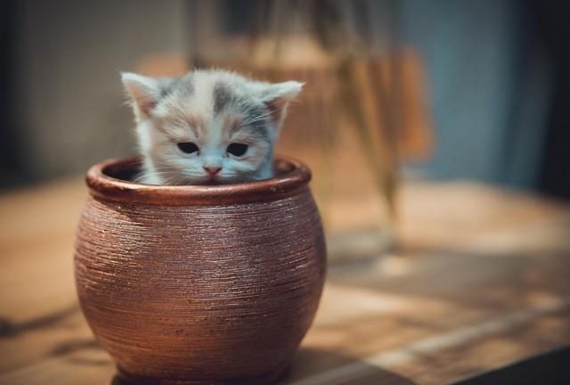 心理测试：哪一只杯中小猫，测你的情感软肋是什么？