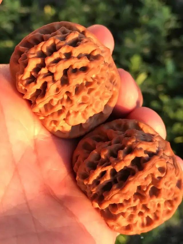 文玩核桃|文玩核桃晃仁了，正常吗？