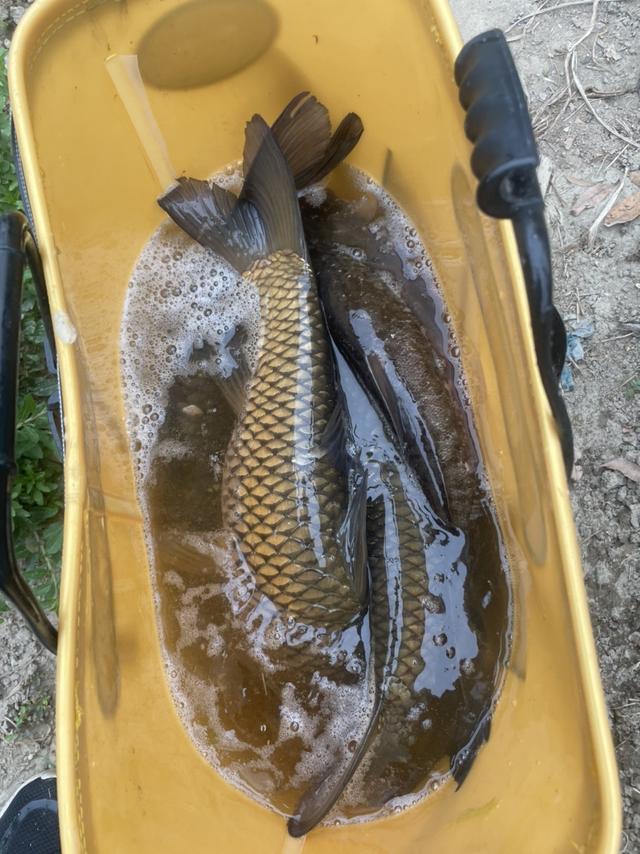 玉米|钓无定法，闲来也说说钓草鱼的事