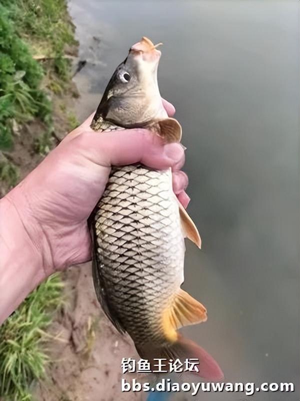 鲫鱼|雨天试钓二道河，有鲫有鳊也有鲤