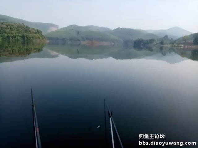 饵料|1杯饵2个钟100尾