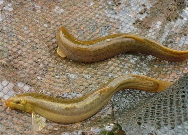 |“泥鳅钓法”危害有多大？几天时间，可钓光一座小型水库的翘嘴鱼