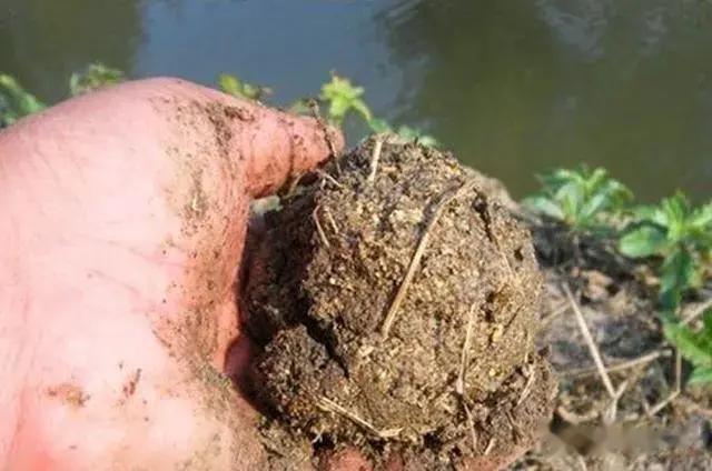 |对付小鱼闹窝杀手锏，绝对好用