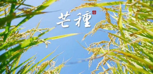 芒种|芒种鱼忙碌，撑破小鱼护！
