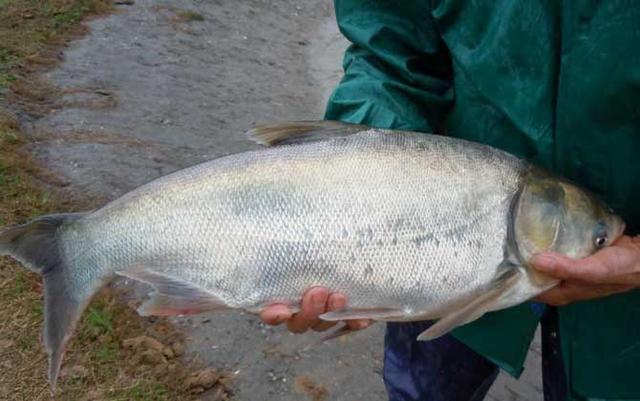 鲢鳙|老钓友解答：鲢鳙怎么钓才能上鱼？为什么总是出现锚鱼的情况？