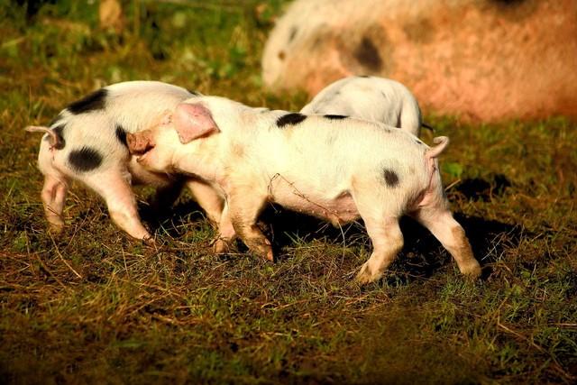 最好命的生肖猪，原来是这几个月出生的，年纪越大福气越深厚！
