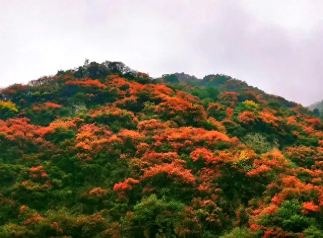 秦岭|秦岭秋天的美景，绝美风景图～像油画一样美！