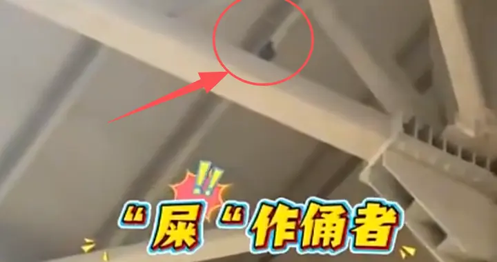 王楚钦孙颖莎无语，印度亚锦赛天降鸟屎，莎头训练前还得清理粪便