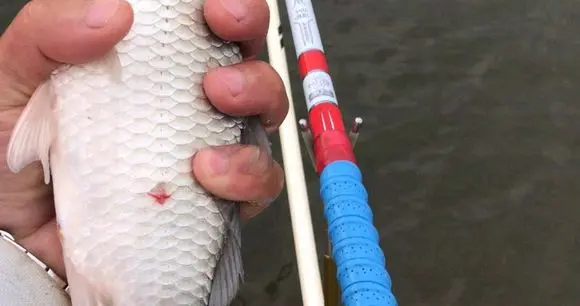 |冬季野钓诱鱼需要搭配，发窝快留鱼也持久