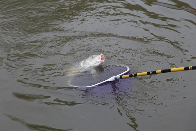 |小钩细线怎么遛大鱼？