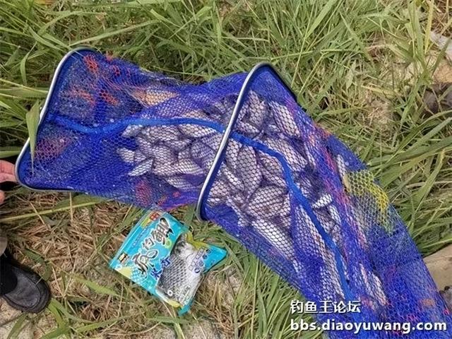 鲫鱼|六月首战告捷，疯钓鲫果味立功