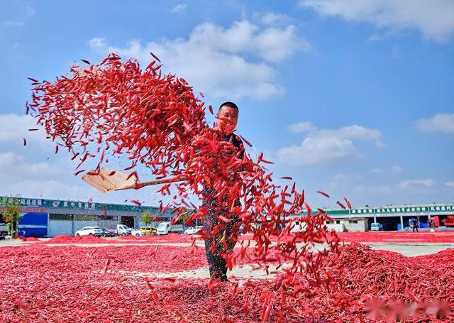 我国哪里的辣椒最出名？中国十大辣椒产地，哪个地方的最辣呢？