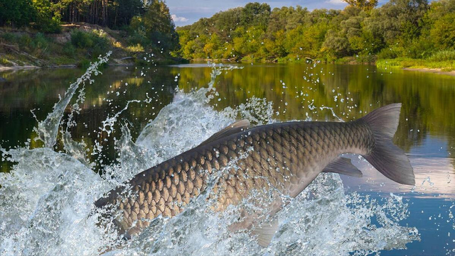 钓鱼人都有一条大鱼梦，其实并非技术差钓不到，而是玩不起！