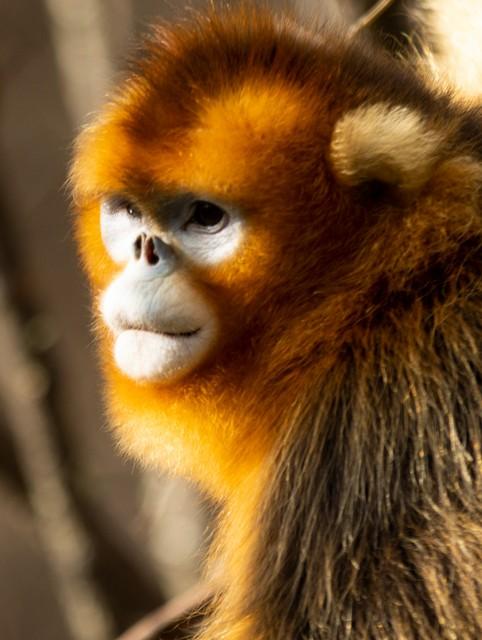 生肖猴最不顺的3个年龄段，职场低谷，钱财难留，压力巨大