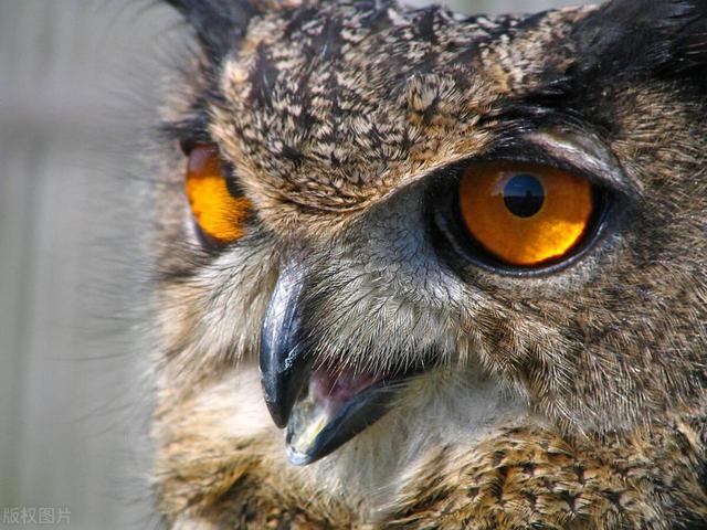 心理测试：哪个动物的眼神最犀利，测你最厉害的能力是什么？