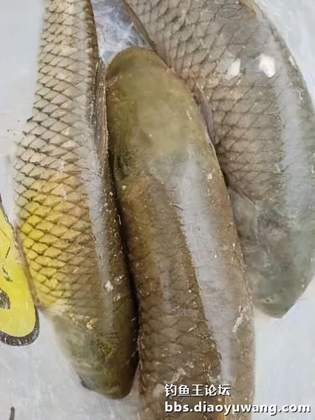 高温酷暑，正是钓大鱼的好时机