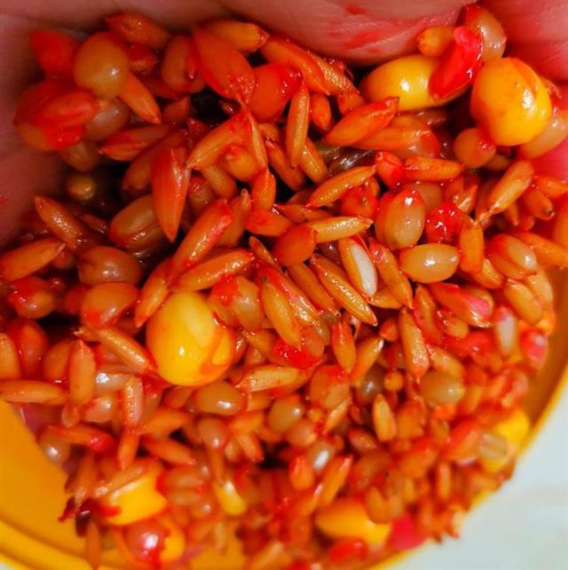 饵料|深冬钓鱼，用饵记住3个重点