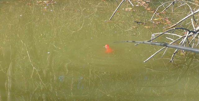 鲫鱼|入冬后手竿如何钓鲫鱼？正确方法是多打窝别死守，多窝轮钓很重要