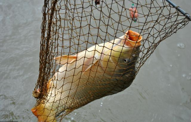 鲤鱼|初夏钓鲤鱼，哪些钓点最容易出鱼？