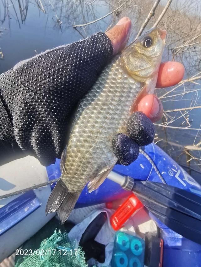 |一条足矣，斤鲫的感觉就是爽！