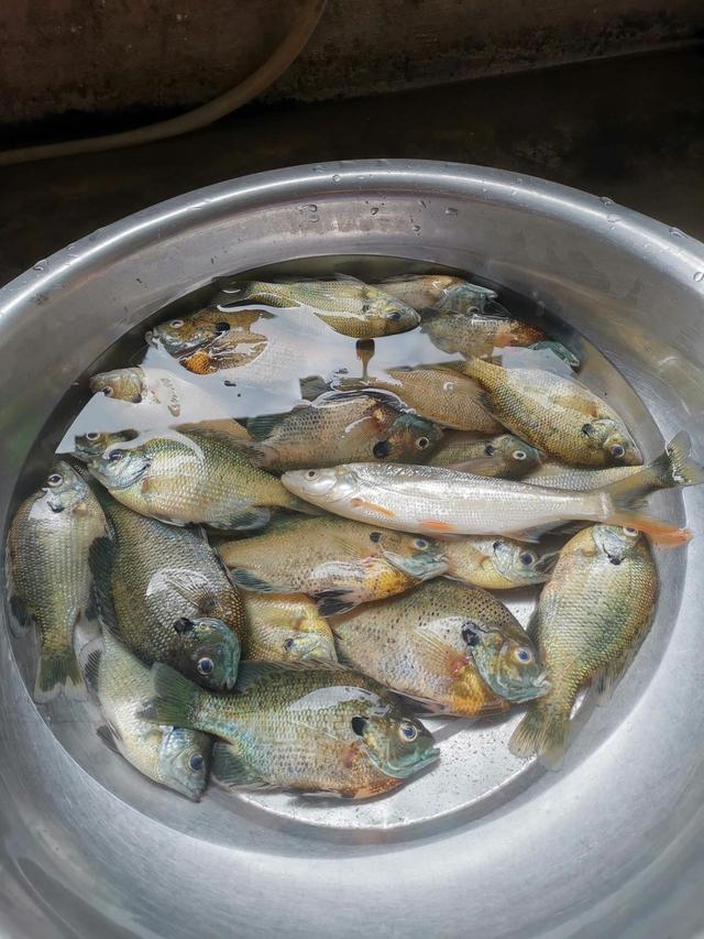 暴雨|升钟湖太阳鱼成灾？四川钓鱼人：吃鱼卵，鲫鱼都快没下一代了
