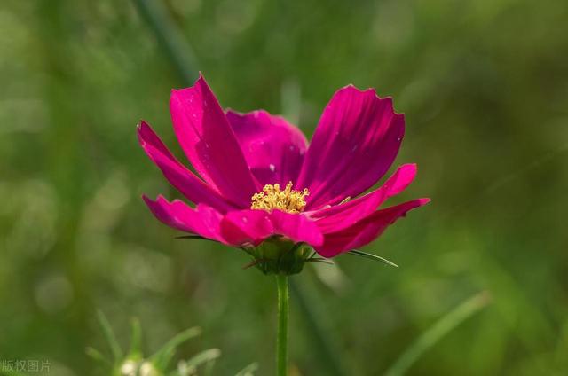 手机拍花不求人！六个超简单技巧让花朵照片美出天际