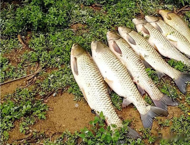 草鱼究竟多能吃？钓这种鱼不怕打重窝，窝料越多它们越“兴奋”！
